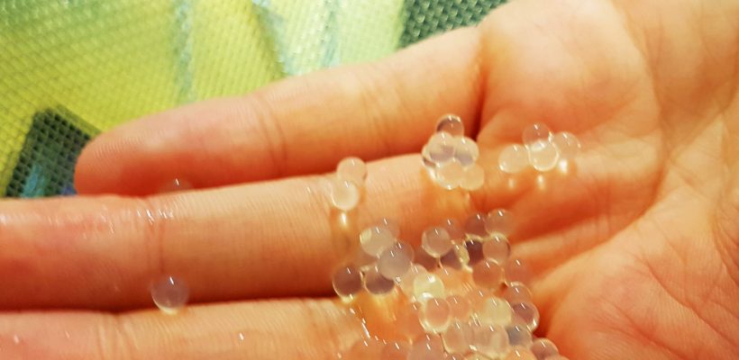 Angewandte Biotechnologie vs. Bubble Tea – ein Einblick in den Bio-Unterricht in der EF