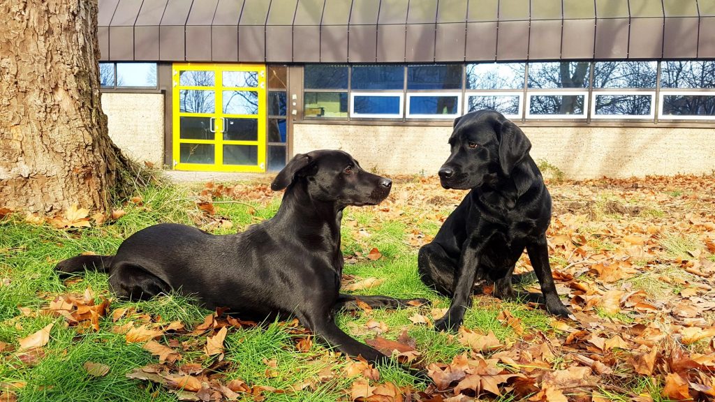Schulhündinnen Lilly und Gypsy