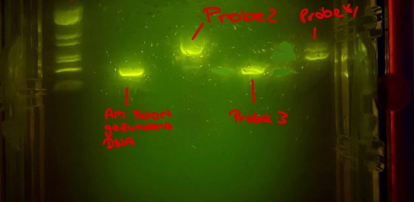 GEP und PCR im Bio-LK: Ein spannender Experimentiertag